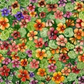 Colorful nasturtium flowers with leaves on green background. Bright seamless floral pattern. Watercolor painting.