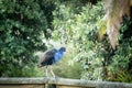 Colorful native bird Pukeko standing on a wooden ledge in forest park, New Zealand