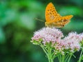 Colorful Natural Butterfly Royalty Free Stock Photo