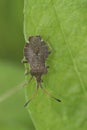 Natural closeup on a boat shield bug, Enoplops scapha, warming up on a green leaf