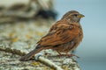 Colorful natural colors on the plumage and tail of a small bird that looks like a common sparrow, which sits on the stone railing Royalty Free Stock Photo