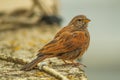 Colorful natural colors on the plumage and tail of a small bird that looks like a common sparrow, which sits on the stone railing Royalty Free Stock Photo