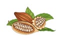 Colorful natural drawing of whole and cut ripe pods or fruits of cocoa tree with beans and leaves isolated on white