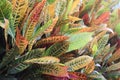 Colorful and natural Garden croton leaves Royalty Free Stock Photo