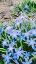 Colorful natural snowdrop blue flowers. Landscape in sunny day. Beautiful nature delicate flowers field. Blooming spring