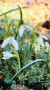 Colorful natural snowdrop flowers. Landscape in sunny day. Beautiful nature delicate white flowers field. Blooming