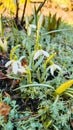 Colorful natural snowdrop flowers. Landscape in sunny day. Beautiful nature delicate white flowers field. Blooming