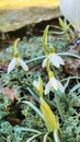 Colorful natural snowdrop flowers. Landscape in sunny day. Beautiful nature delicate white flowers field. Blooming