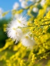 Colorful natural spring Easter background Blooming fluffy willow 1690447987710 4