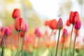 Colorful natural tulip flowers. Panoramic landscape in sunny day. Beautiful nature delicate red flowers field. Blooming Royalty Free Stock Photo