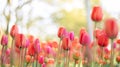 Colorful natural tulip flowers. Panoramic landscape in sunny day. Beautiful nature delicate red flowers field. Blooming Royalty Free Stock Photo