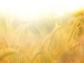 Colorful natural warm background. Rural landscapes under the shining sunlight. Recommended ripening ears of wheat field