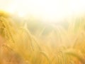 Colorful natural warm background. Rural landscapes under the shining sunlight. Recommended ripening ears of wheat field