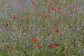 Colorful natural wildflower meadow