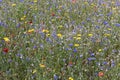 Colorful natural wildflower meadow