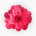 Colorful naturalistic blossoming pink camellia flower on transpaternt background. Vector Illustration