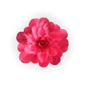 Colorful naturalistic blossoming pink camellia flower on white background. Vector Illustration