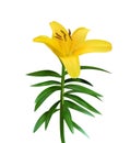 Colorful naturalistic blossoming yellow lily flower on green stem on white background. Vector Illustration