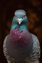 Closeup nature beauty pigeon portrait birds wild wildlife background feather animal dove