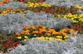 Field flowers of marigolds of different colors Royalty Free Stock Photo