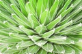 Colorful nature green cactus flowers blooming with line white edge in many layer patterns