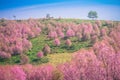 Colorful nature landscape spring forest background, Pink Wild Himalayan cherry blossom flower tree Thailand pink sakura at mount Royalty Free Stock Photo