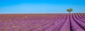 Colorful nature landscape. Summer lavender flowers with lonely tree in panoramic view Royalty Free Stock Photo