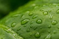 Colorful nature macro photography of water drops on a green leaf. Royalty Free Stock Photo