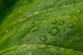 Colorful nature macro photography of water drops on a green leaf. Royalty Free Stock Photo