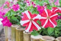 Colorful nature patterns of red or pink petunia flowers with white striped blooming in garden Royalty Free Stock Photo