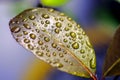 Colorful nature. Raindrops on a waxy leaf