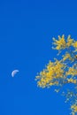 Colorful nature in springtime, beautiful yellow foliage and shape of branches of the tree, romantic crescent moon in a clear blue Royalty Free Stock Photo