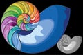 Colorful nautilus shell