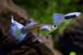 Colorful neon glowing freshwater female and blurred male of dwarf fish guppy adult with big blue tail, popular and hardy species