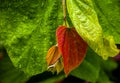 The colorful new leaves in the Phalsa tree[Grewia asiatica]