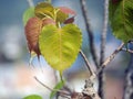 Colorful peepal leaves