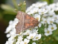Herald moth Scoliopteryx libatrix on flower