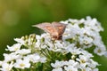 Scoliopteryx libatrix Herald moth on flower