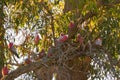 Colorful and noisy Galah pink gray bird, Rose-breasted Cockatoo