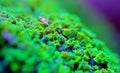 Macro on Nuclear Green Cyphastrea SPS coral Royalty Free Stock Photo