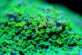 Macro on Nuclear Green Cyphastrea SPS coral Royalty Free Stock Photo