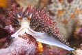 Colorful nudibranch