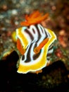 Colorful nudibranch