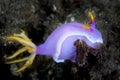 Colorful Nudibranch on Seafloor in Indonesia