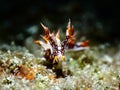 Nudibranch seaslug closeup on a black background Royalty Free Stock Photo