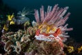 Colorful Nudibranch and Vibrant Coral Reef Royalty Free Stock Photo