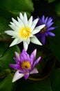 Colorful Nymphaea lotus on dark background Royalty Free Stock Photo