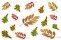 Colorful oak and ash autumn leaves isolated on a white background Royalty Free Stock Photo