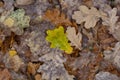 A colorful oak leaf on the layer of fade foliage