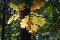 Colorful oak leaves on twig back lit Royalty Free Stock Photo